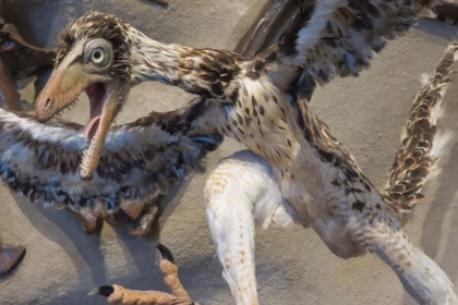 Como os dinossauros evoluíram para pássaros?