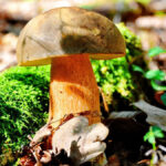 Porcini: o rei dos cogumelos