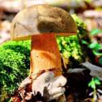 Porcini: o rei dos cogumelos