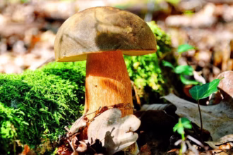 Porcini: o rei dos cogumelos