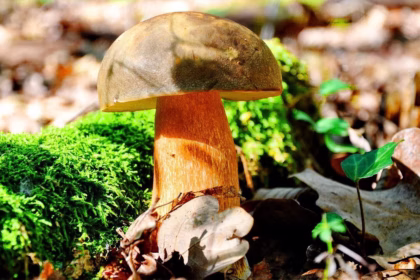 Porcini: o rei dos cogumelos
