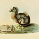 Startup pretende trazer o extinto dodô de volta à vida