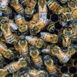 Conheça a estrutura social e hierárquica das abelhas em uma colmeia