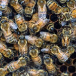 Conheça a estrutura social e hierárquica das abelhas em uma colmeia