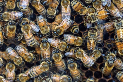 Conheça a estrutura social e hierárquica das abelhas em uma colmeia