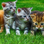 A resposta da ciência para a inteligência dos gatos