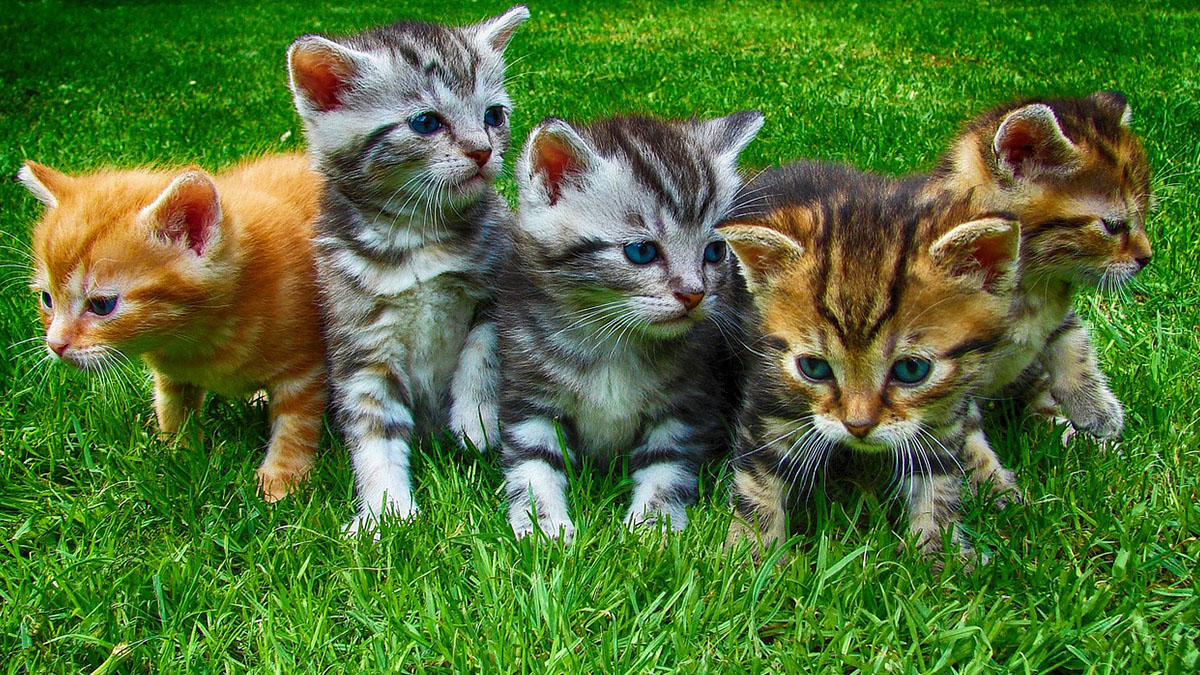 A resposta da ciência para a inteligência dos gatos