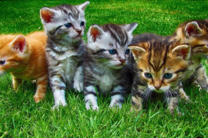 A resposta da ciência para a inteligência dos gatos