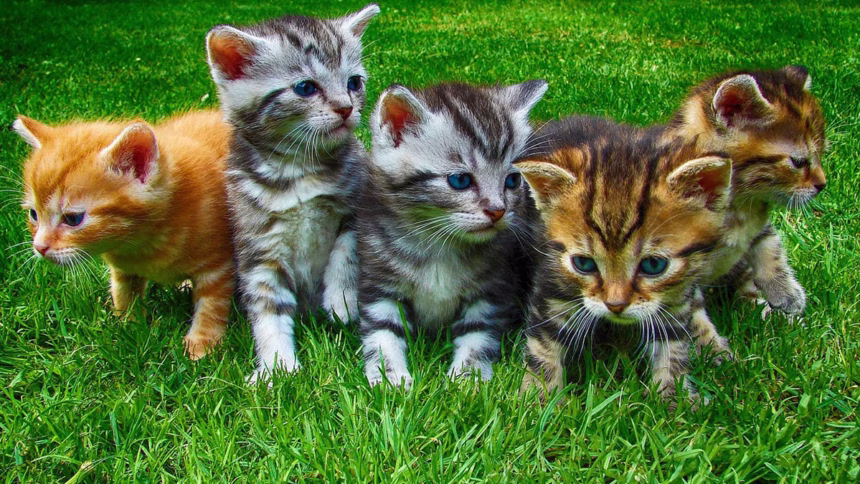A resposta da ciência para a inteligência dos gatos