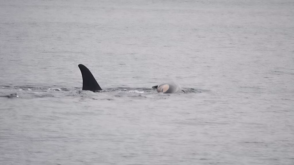 Mãe orca em luto carrega bebê morto pela segunda vez