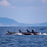 Mãe orca em luto carrega bebê morto pela segunda vez