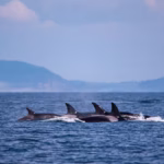 Mãe orca em luto carrega bebê morto pela segunda vez
