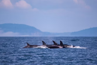 Mãe orca em luto carrega bebê morto pela segunda vez