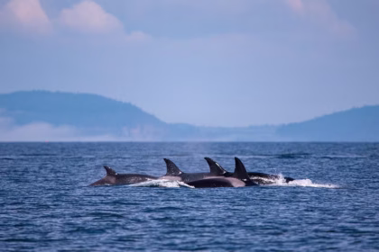 Mãe orca em luto carrega bebê morto pela segunda vez