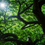 Sua majestade, o umbuzeiro