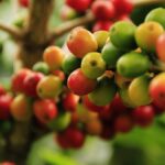 A história do café: da Etiópia ao mundo