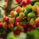A história do café: da Etiópia ao mundo