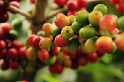 A história do café: da Etiópia ao mundo