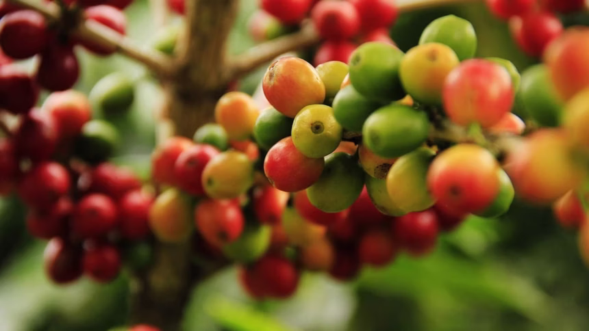 A história do café: da Etiópia ao mundo