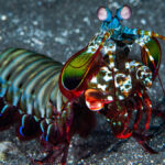 Camarão-louva-a-deus e o soco mais rápido da natureza