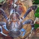 Birgus latro: o caranguejo gigante que "rouba cocos"