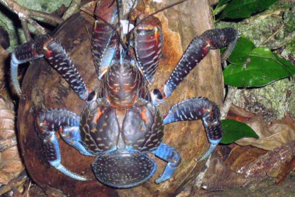 Birgus latro: o caranguejo gigante que "rouba cocos"
