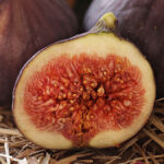 O fascinante vínculo entre o figo e a vespa-do-figo