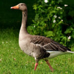 Vegavis: a possível primeira ave aquática da Terra