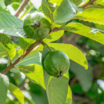 Conheça os benefícios do chá de goiabeira