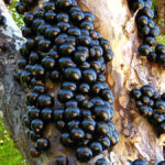 Você sabia? Jabuticaba não existe apenas no Brasil