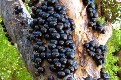 Você sabia? Jabuticaba não existe apenas no Brasil