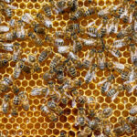 Conheça os benefícios do mel para a saúde