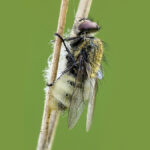 Fungos transformam insetos mortos em zumbis