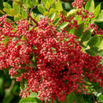 Você sabia que a pimenta-rosa é o fruto da aroeira?