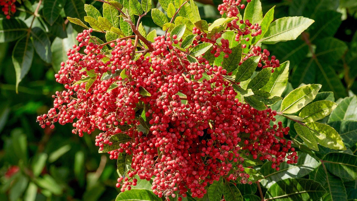 Você sabia que a pimenta-rosa é o fruto da aroeira?