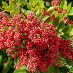 Você sabia que a pimenta-rosa é o fruto da aroeira?