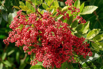 Você sabia que a pimenta-rosa é o fruto da aroeira?