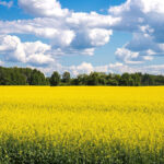 Conheça a origem do óleo de canola