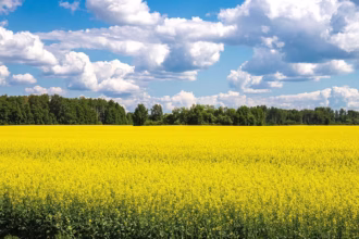 Conheça a origem do óleo de canola