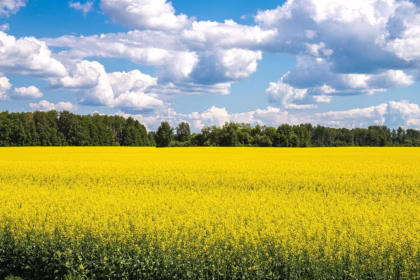 Conheça a origem do óleo de canola