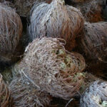 Selaginella lepidophylla: saiba como vive a planta da ressurreição