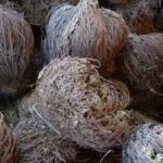 Selaginella lepidophylla: saiba como vive a planta da ressurreição