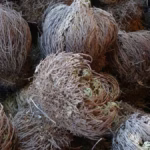 Selaginella lepidophylla: saiba como vive a planta da ressurreição