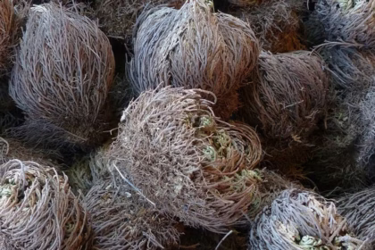 Selaginella lepidophylla: saiba como vive a planta da ressurreição