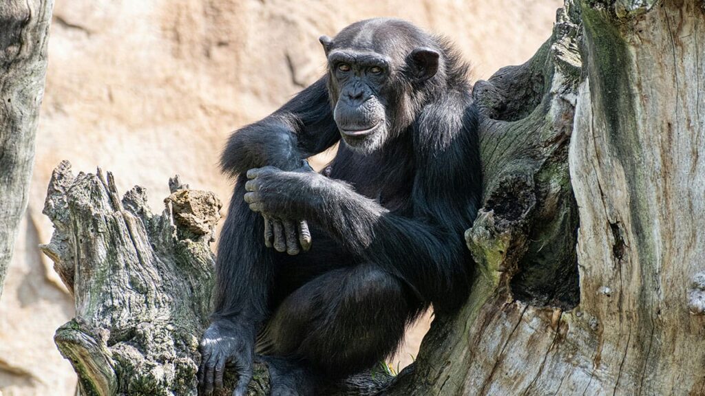 As semelhanças entre o ser humano e os macacos