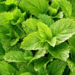 Erva-Cidreira: conheça os benefícios e como fazer chá