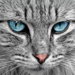 Gatos: 10 incríveis fatos científicos