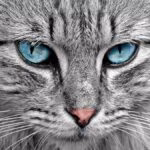 Gatos: 10 incríveis fatos científicos