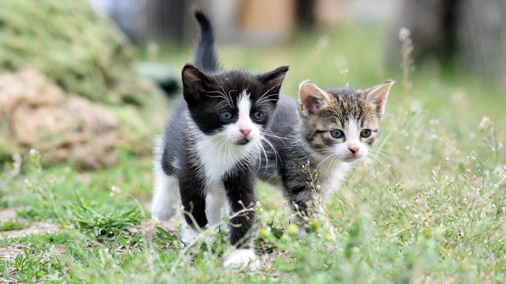 Gatos: 10 incríveis fatos científicos