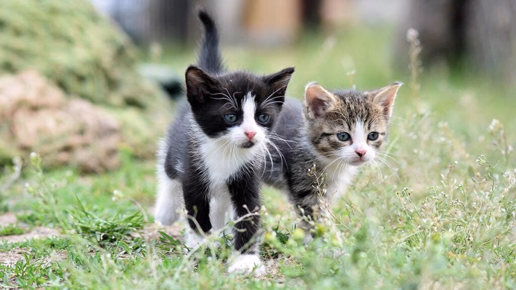 Gatos: 10 incríveis fatos científicos